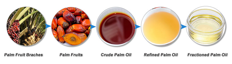 from-palm-fruit-to-palm-oil